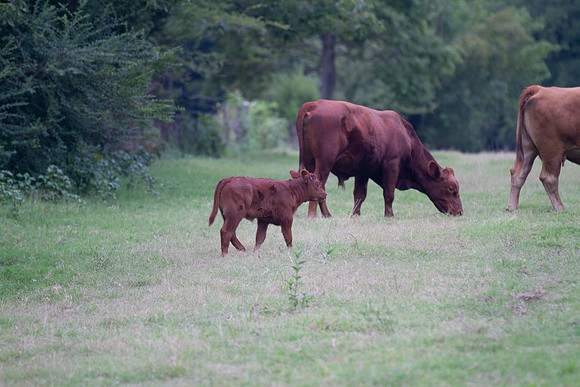 Calf and mother cow grazing in Oklahoma farmland