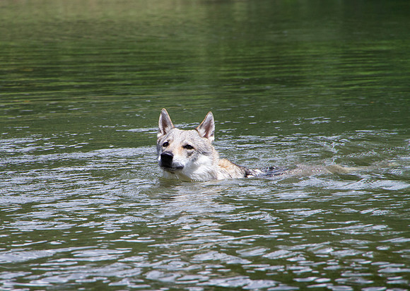 Czechoslovakian Vlciak,  dog swimming
