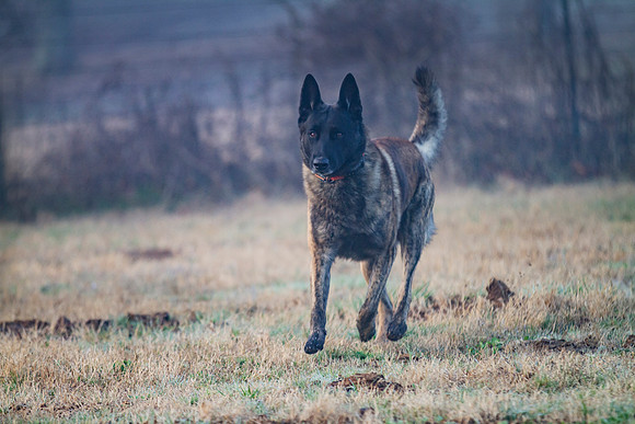 Dutch Shepherd or Holland Shepherd dog  running