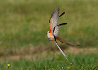Scissor tailed flycatcher in flight