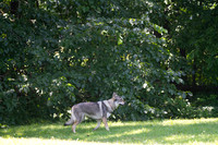 Czechoslovakian Vlciak  dog  on edge of forest