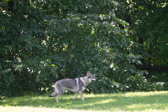 Czechoslovakian Vlciak  dog  on edge of forest