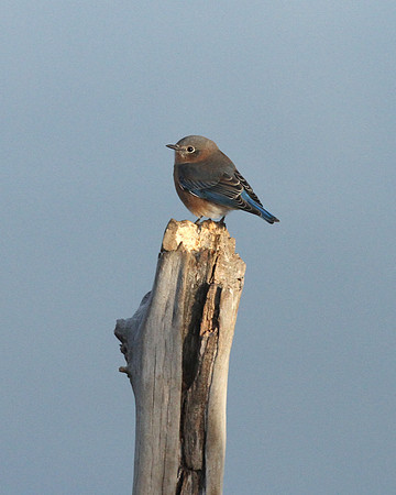 Eastern Bluebird