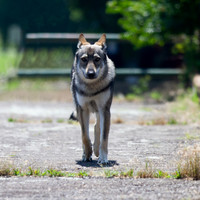 Czechoslovakian Vlciak  dog  on a bridge walking to viewer