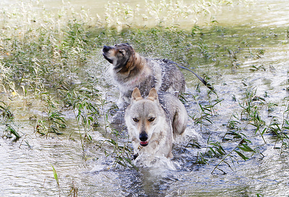 Czechoslovakian Vlciak,  dogs swimming