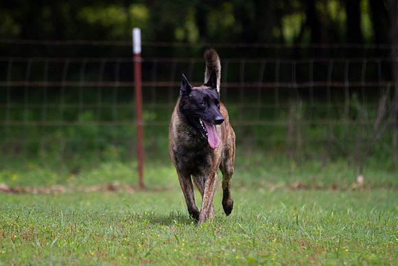 Dutch Shepherd dog in motion