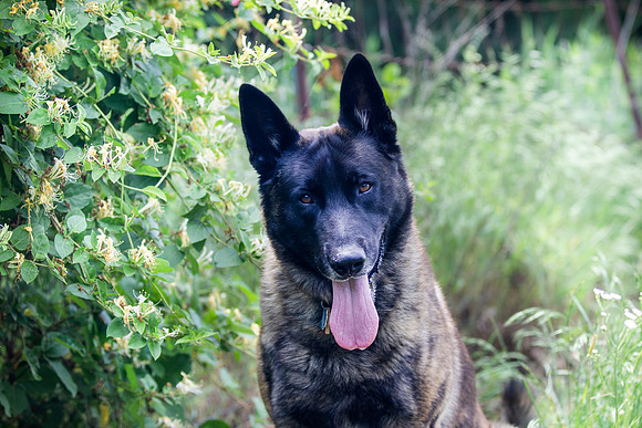 Dutch Shepherd portrait