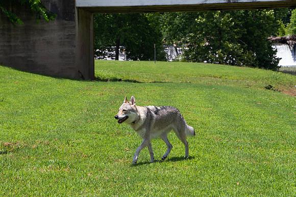Czechoslovakian Vlciak dog