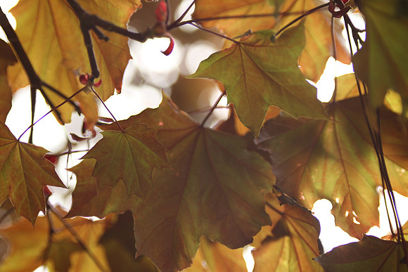 Red Maple Leaves - Vintage Lens
