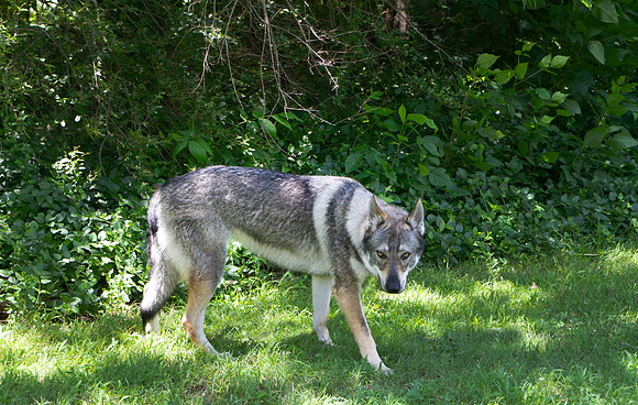 Czechoslovakian Vlciak dog