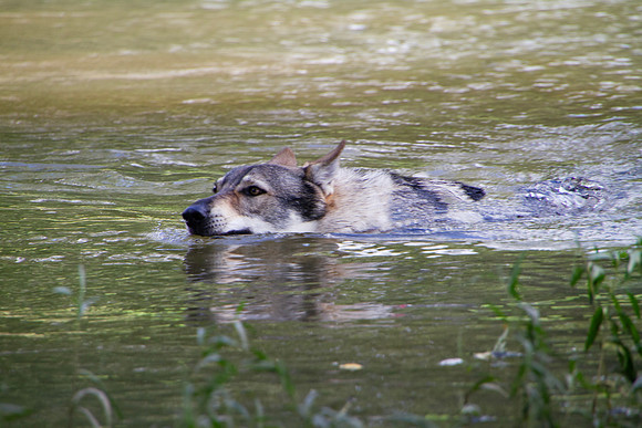 Czechoslovakian Vlciak,  dog swimming