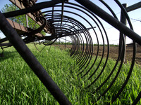 Antique Rake in a Field