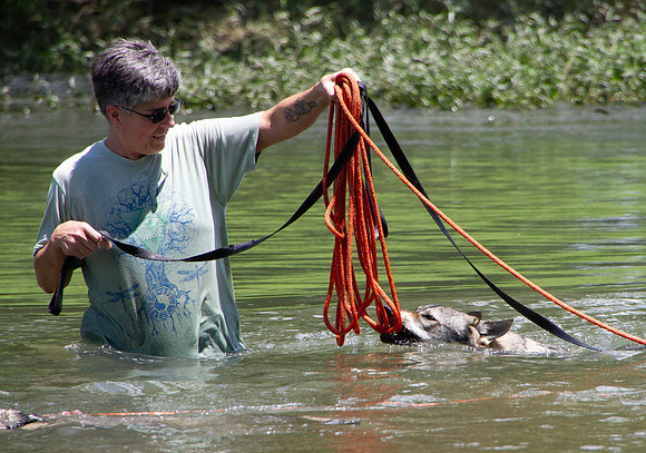 Czechoslovakian Vlciak,  dogs swimming