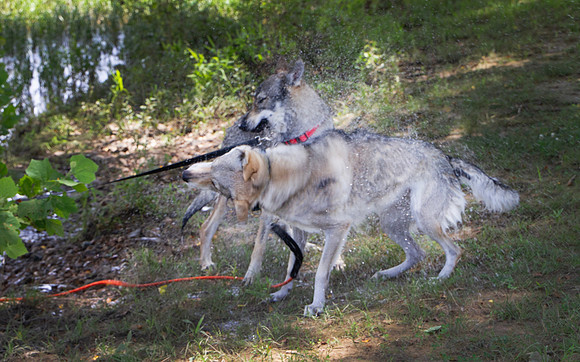 Czechoslovakian Vlciak,  dogs