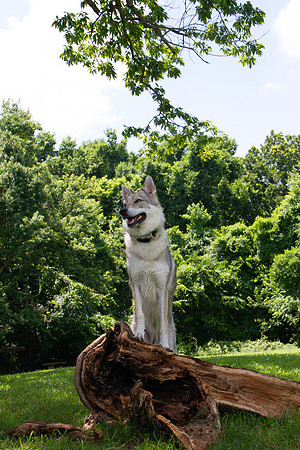 Czechoslovakian Vlciak dog