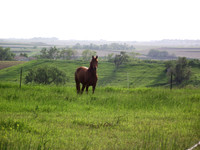 Morgan Horse in a Field
