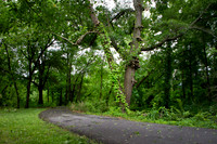 Walking path in a park with green trees and grass