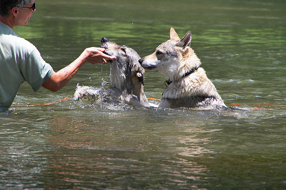 Czechoslovakian Vlciak,  dogs swimming