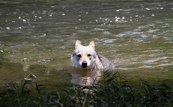 Czechoslovakian Vlciak,  dogs swimming