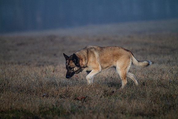 German Shepherd Dog / Siberian Husky Mix "Candy"