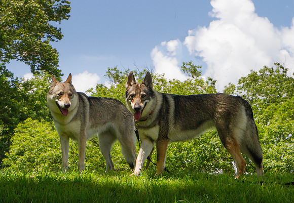 Czechoslovakian Vlciak dogs