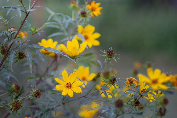 Yellow Wildflowers closeup, end of summer