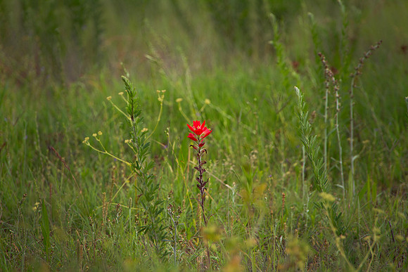 Castilleja, Indian paintbrush, or prairie-fire with copy space