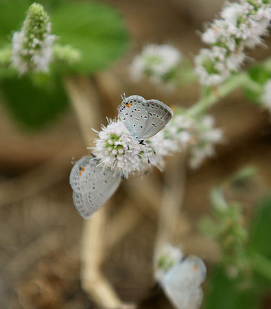 Loess Hills Lavender Farm Wildlife