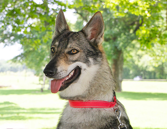 Czechoslovakian Vlciak dog