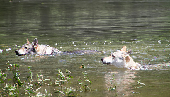 Czechoslovakian Vlciak,  dogs swimming