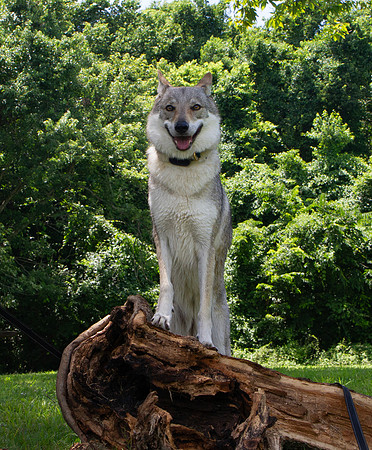 Czechoslovakian Vlciak dog