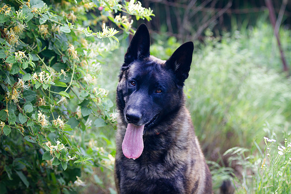Dutch Shepherd portrait