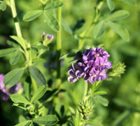 Alfalfa in full bloom