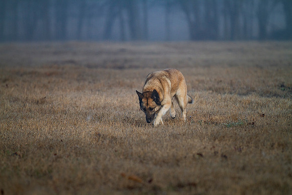 German Shepherd Dog / Siberian Husky Mix "Candy"
