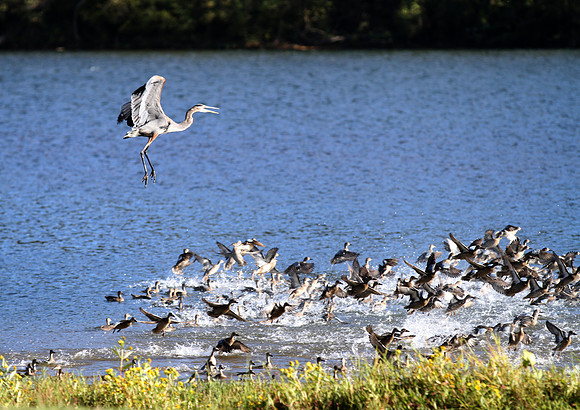 Emergency Takeoff!