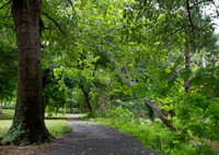 Walking path in a park with green trees and grass
