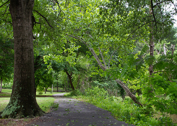 Walking path in a park with green trees and grass