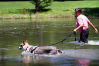 Czechoslovakian Vlciak  dog  swimming