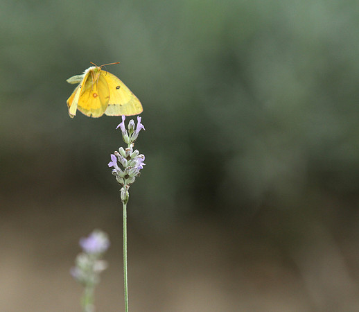 Loess Hills Lavender Farm Wildlife