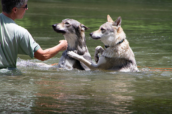 Czechoslovakian Vlciak,  dogs swimming