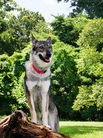 Czechoslovakian Vlciak dog