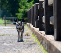 Czechoslovakian Vlciak  dog  on a bridge walking to viewer