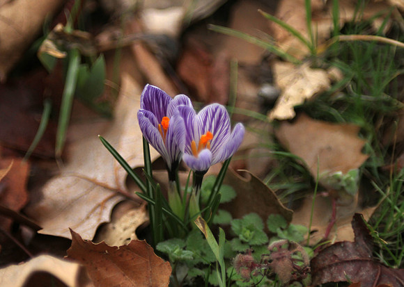 It's Spring! First crocus of the season