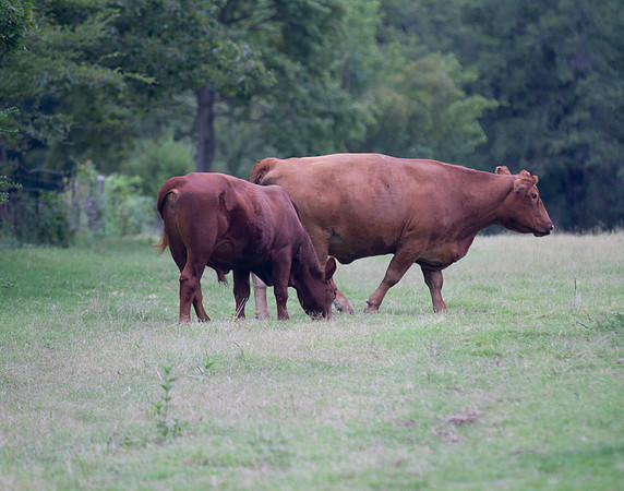 Cows grazing green grass closeup