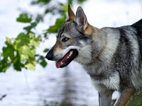 Czechoslovakian Vlciak  dog  by the lake