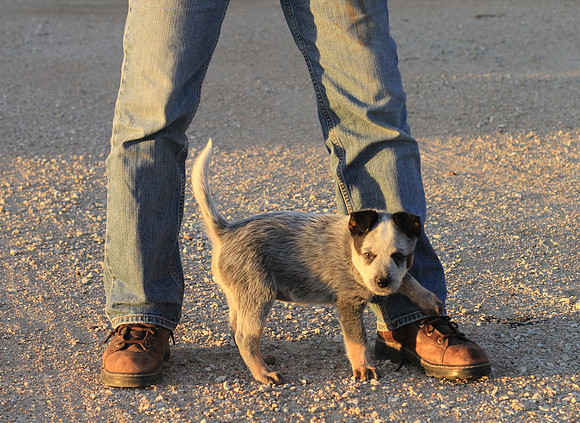 Australian Cattle Dog Puppy
