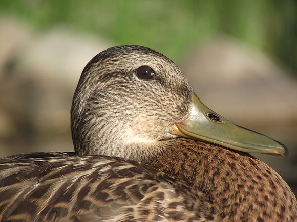Mallard macro