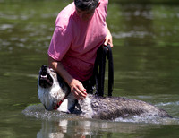 Czechoslovakian Vlciak  dog  swimming