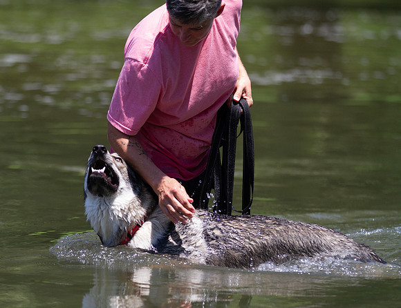 Czechoslovakian Vlciak  dog  swimming