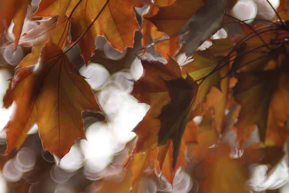 Red Maple Leaves - Vintage Lens